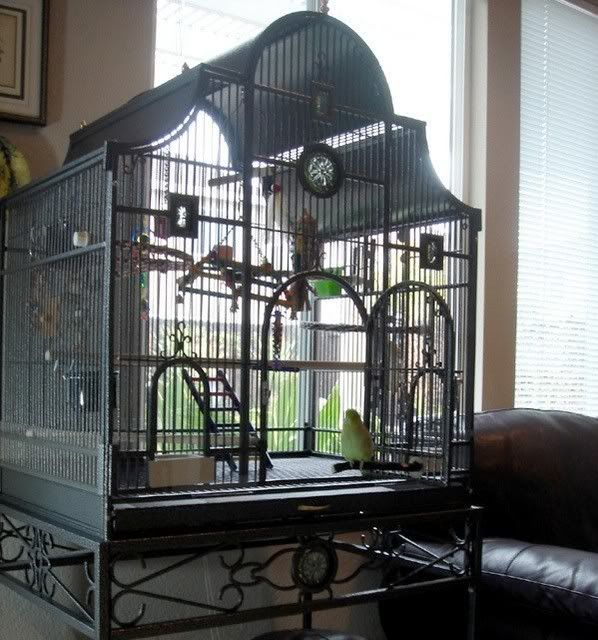 Members Cages Talk Parrotlets Forums